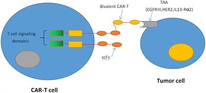 Current Immunotherapies for Glioblastoma Multiforme